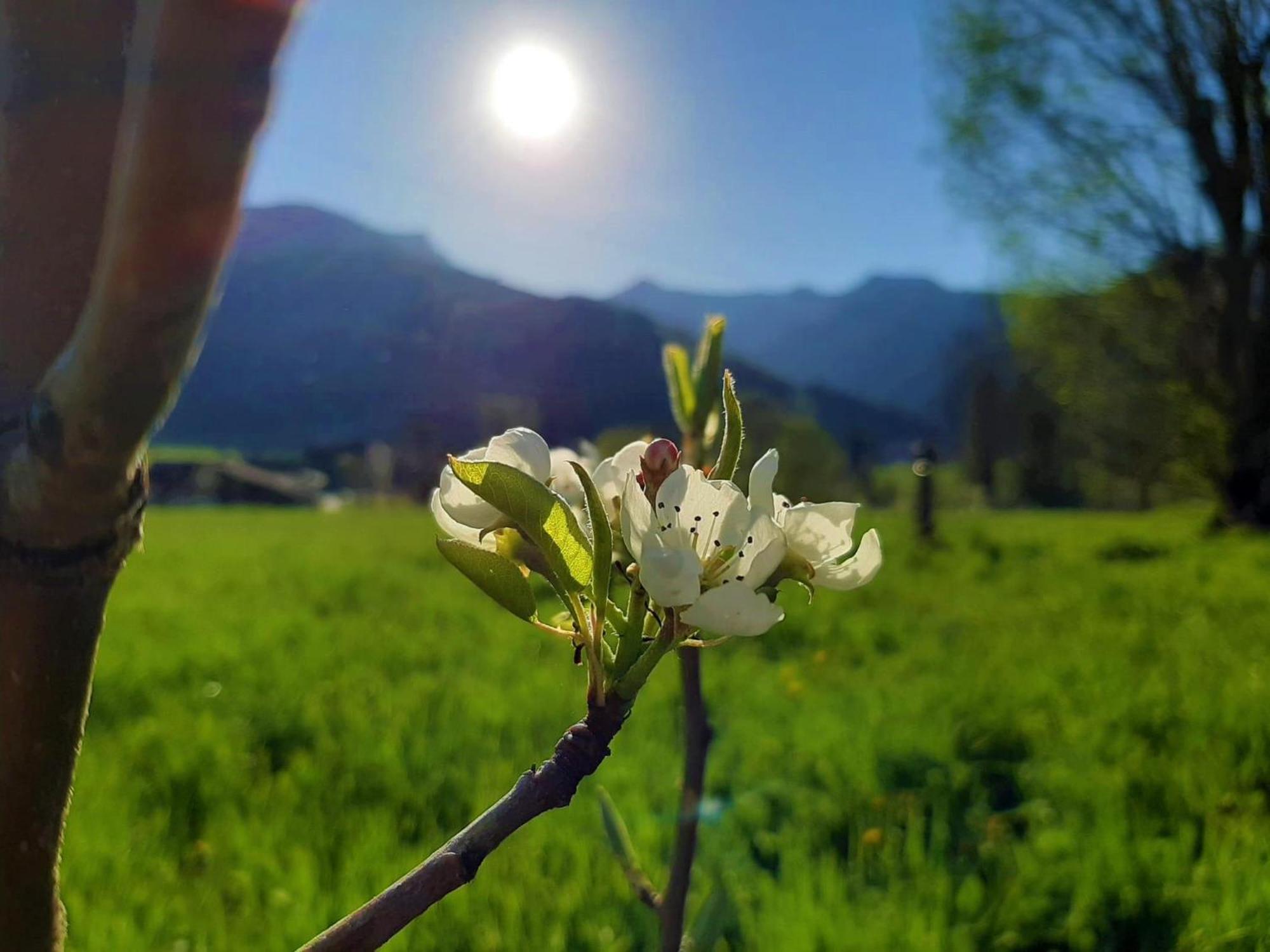 Pulvererhof Achenkirch Dış mekan fotoğraf